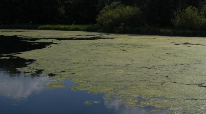 Eutrophisation d'un lac  par des algues, Allemagne