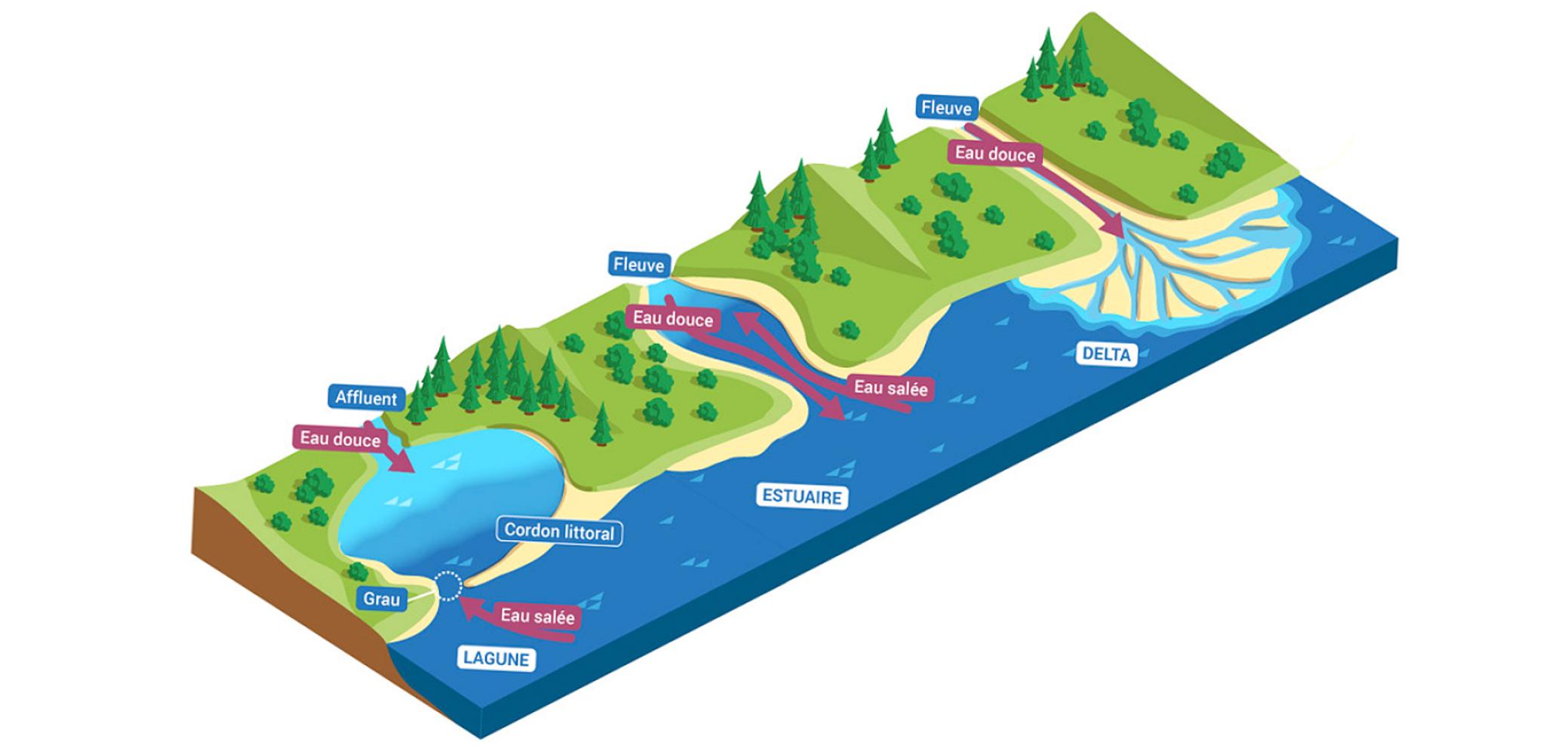 Les Estuaires, Lagunes Et Deltas | Eaufrance