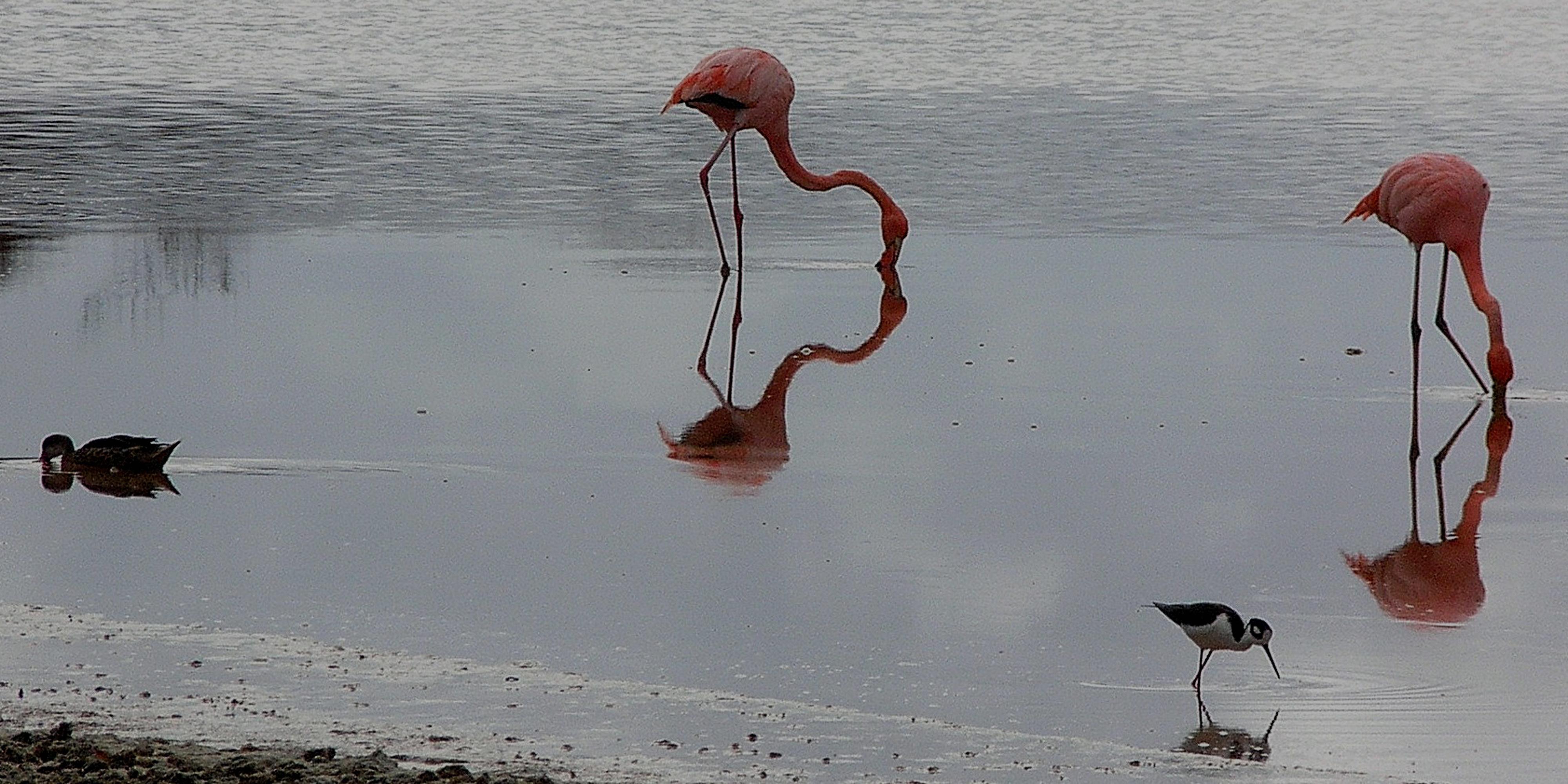 Flamants roses se nourrissant