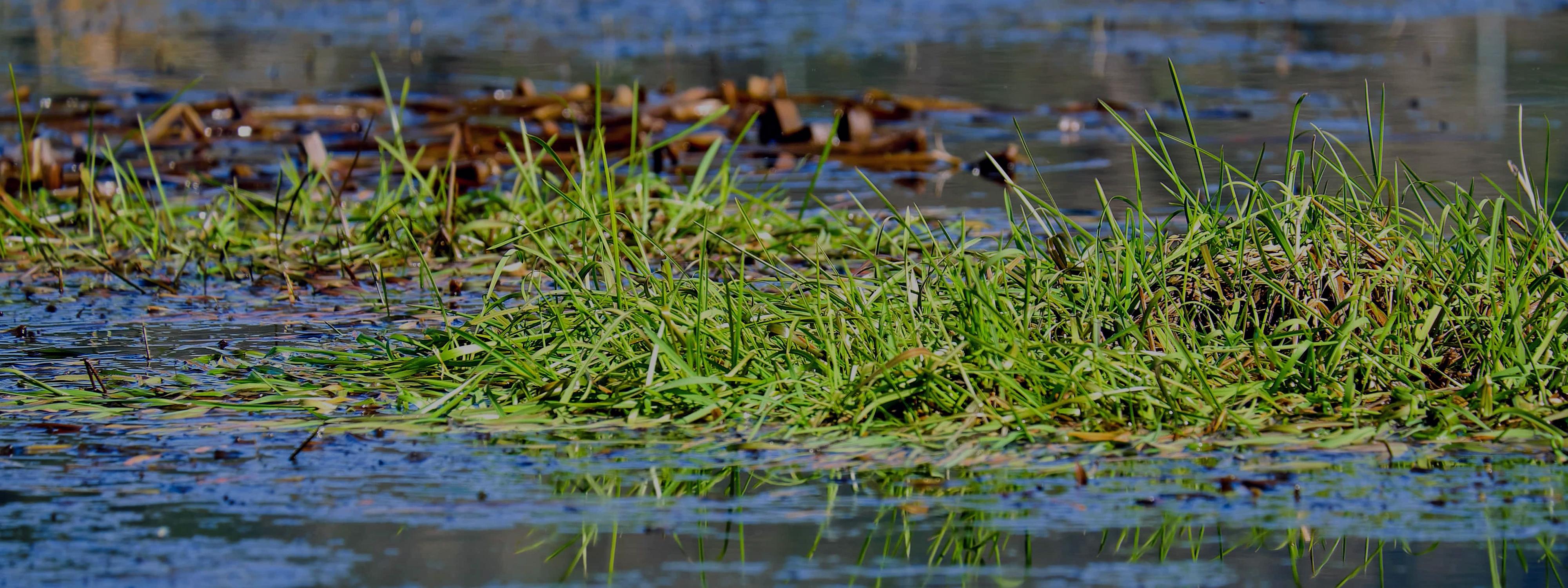 Marais, zone humide