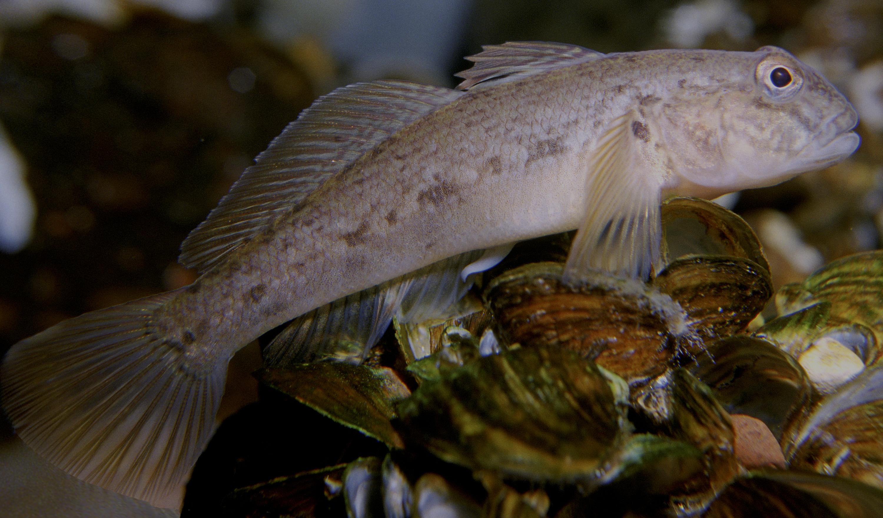 Gobie à tâche noire (Neogobius melanostomus)